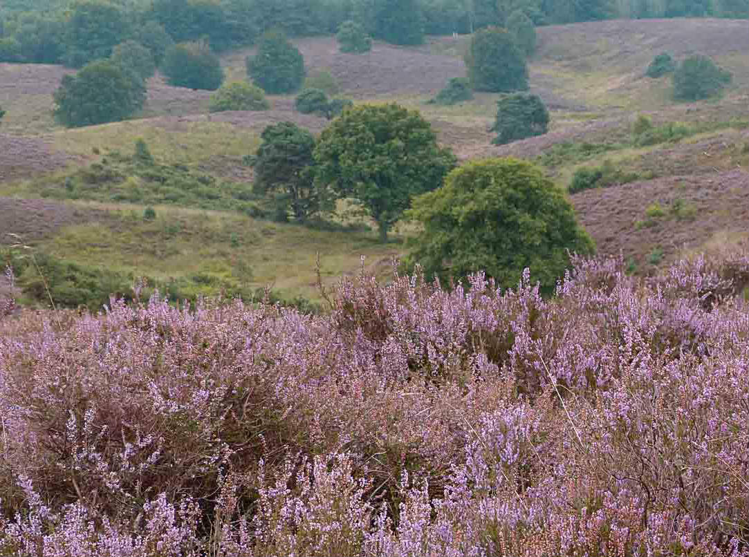 Heide 3.jpg