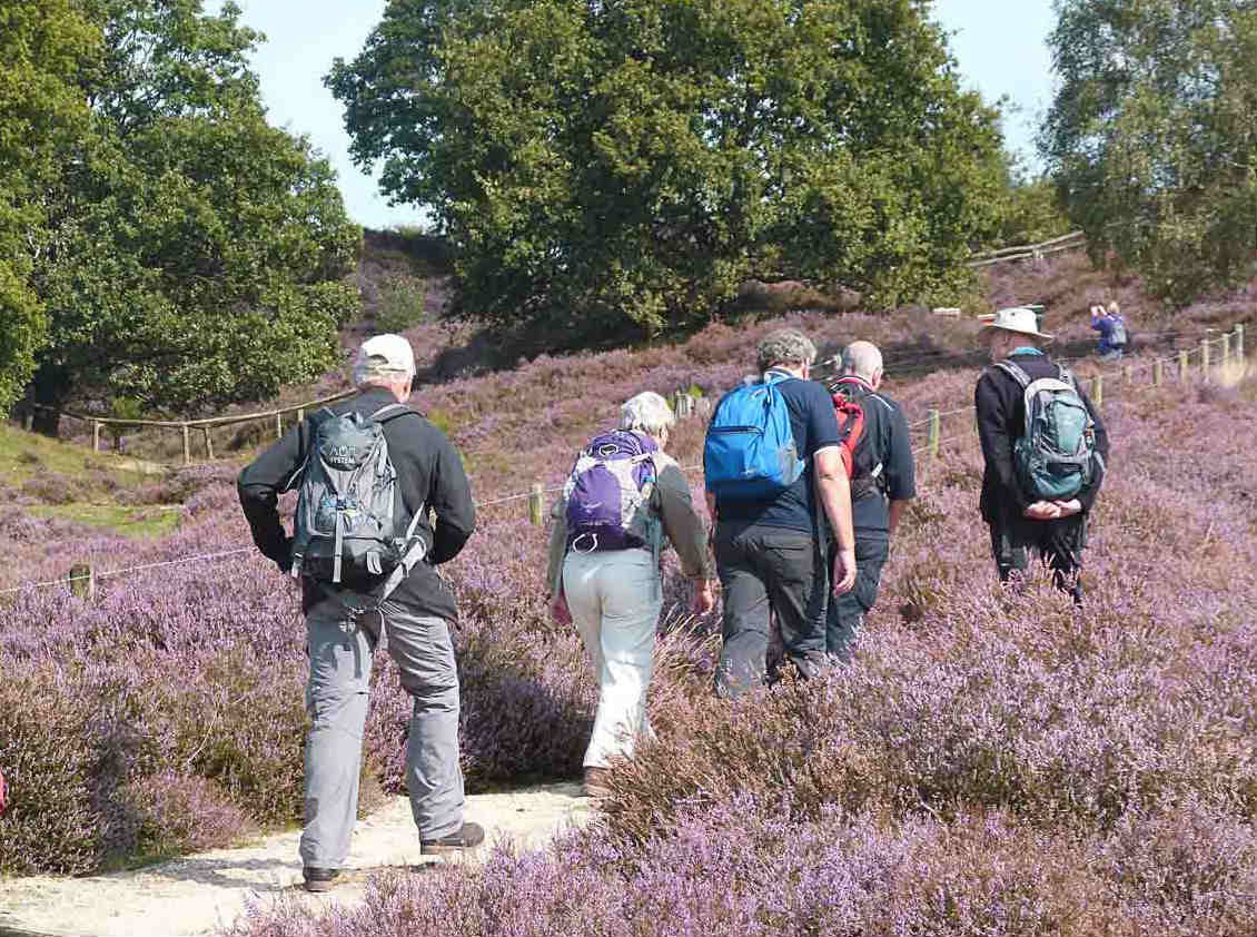 Heide 1.jpg