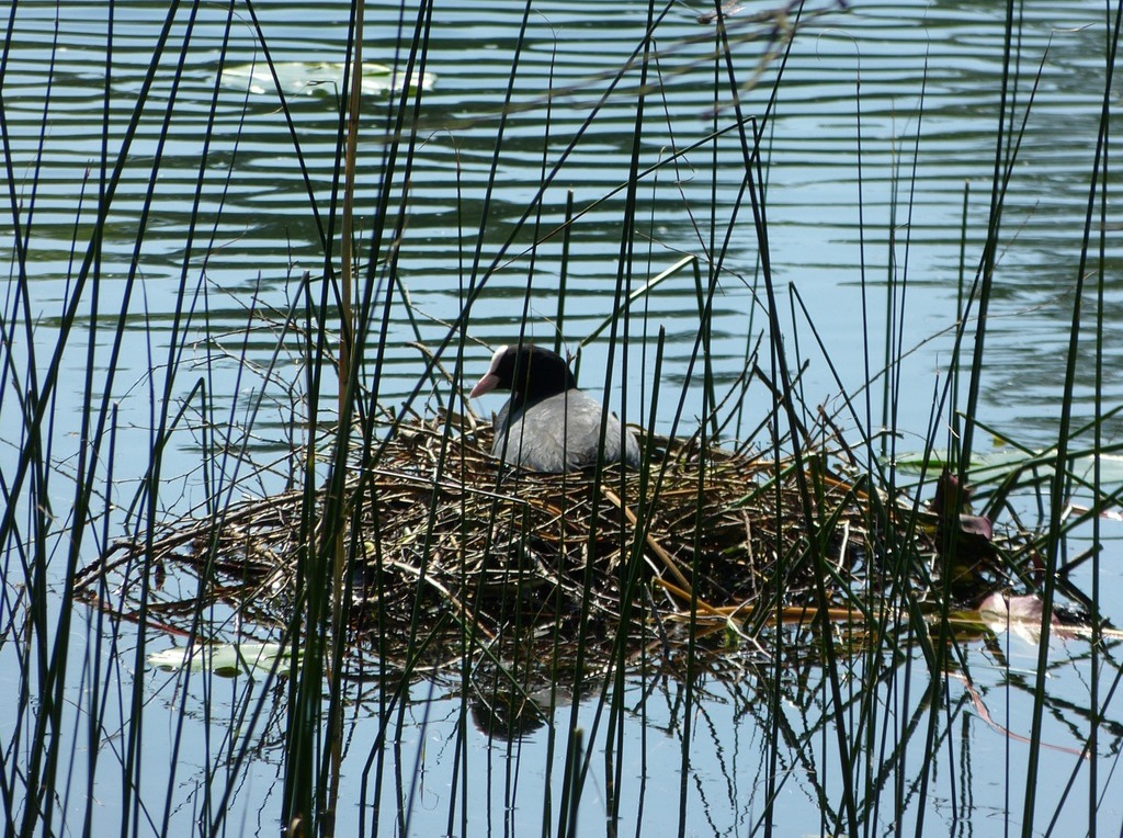 Heraanmelding De Wandelpool