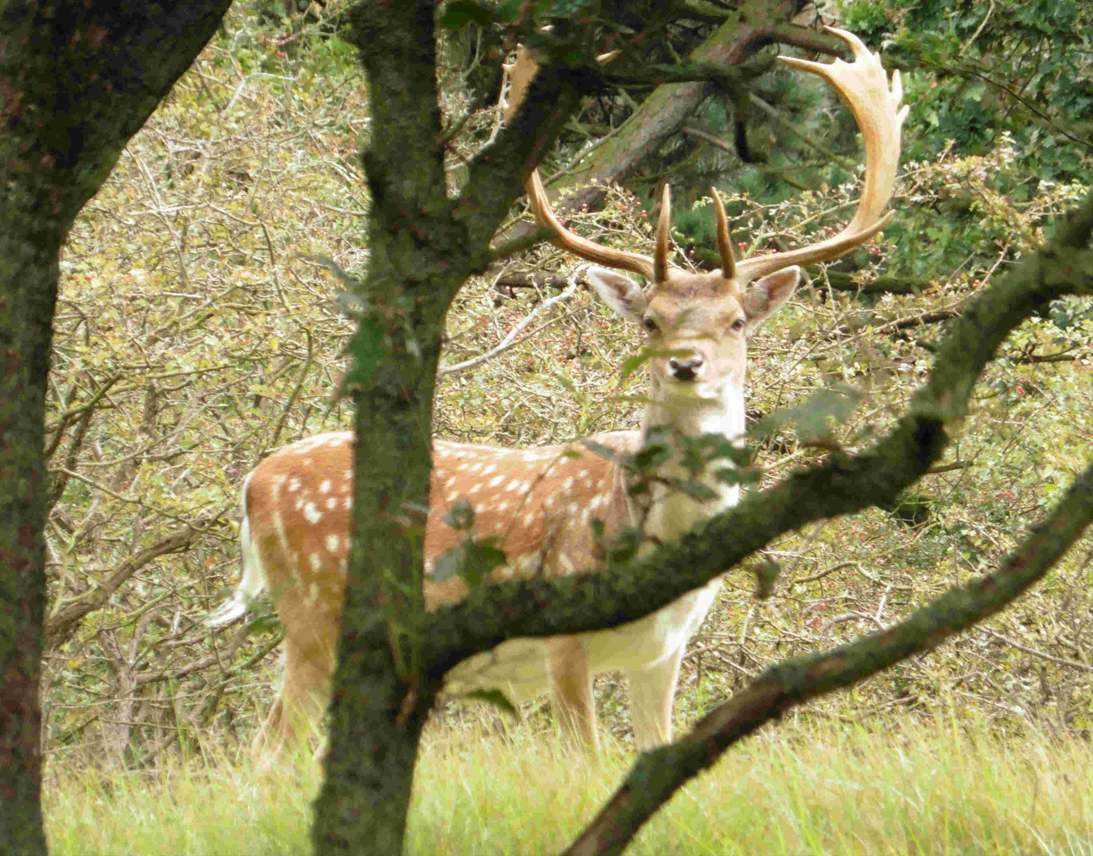 Orgie id Duinen - damhert - MT.jpg
