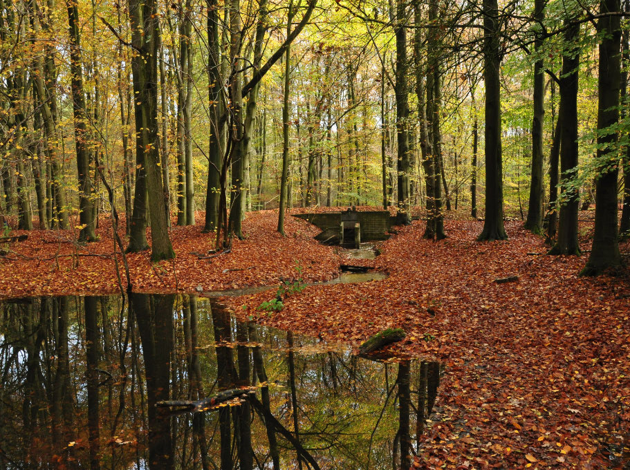 Voorsterbos.jpg