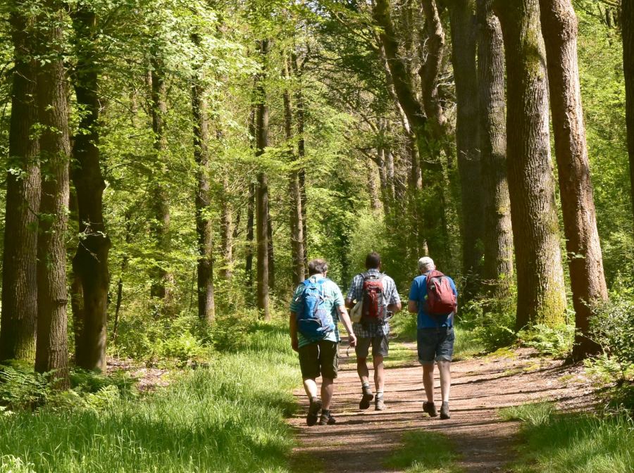 wandelaars bos.jpg