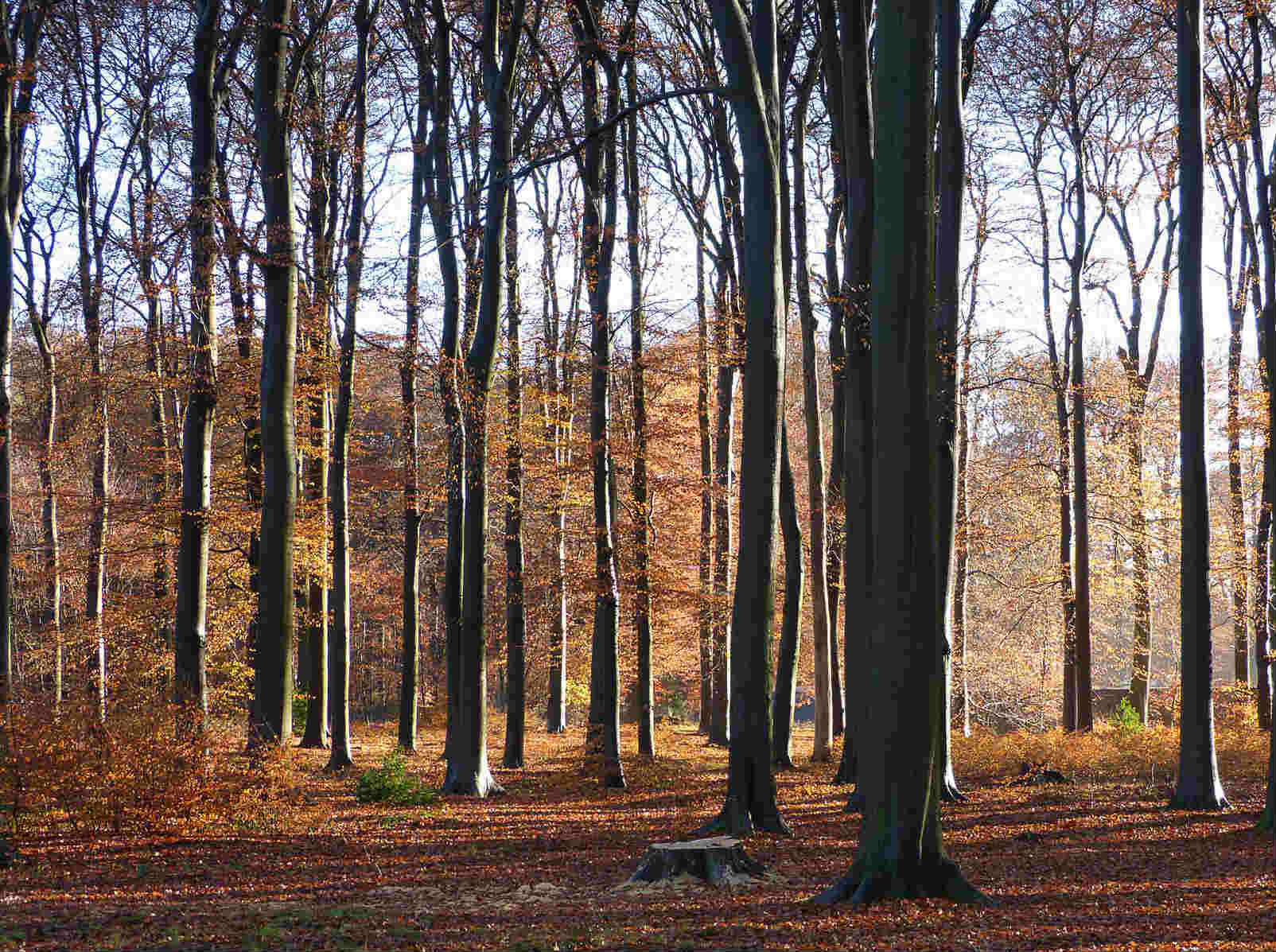 Utrechtse Heuvelrug - mooiste routes - wandel.jpg