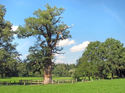 Dikke Boom Verwolde