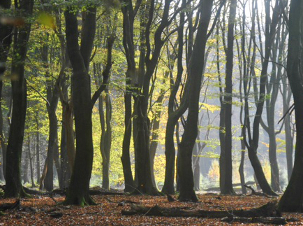 Dansende bomen.jpg