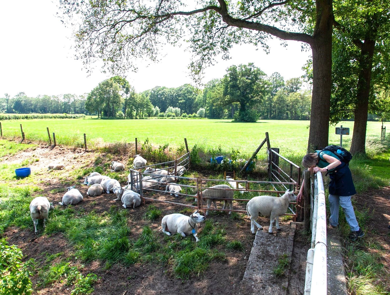 Beekvliet bij Borculo.jpg