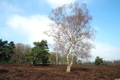 Eerbeekse Sprengen.jpg